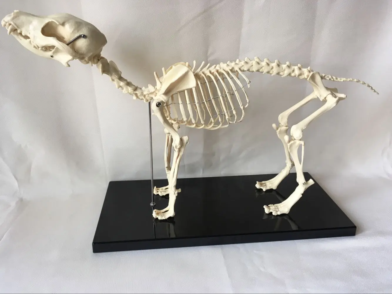 Anatomical Canine Skeleton  Pet Dog Veterinary Teaching Animal Model