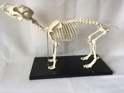 Anatomical Canine Skeleton  Pet Dog Veterinary Teaching Animal Model