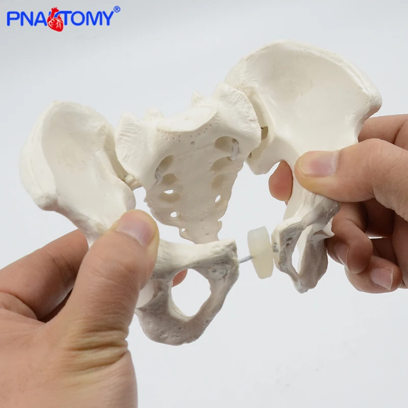 Mini Pelvis Model Human Skeleton Model Specimen Hip Skeleton Anatomy Medical Tool school Used 1:2 Pubis Skeletal Educational