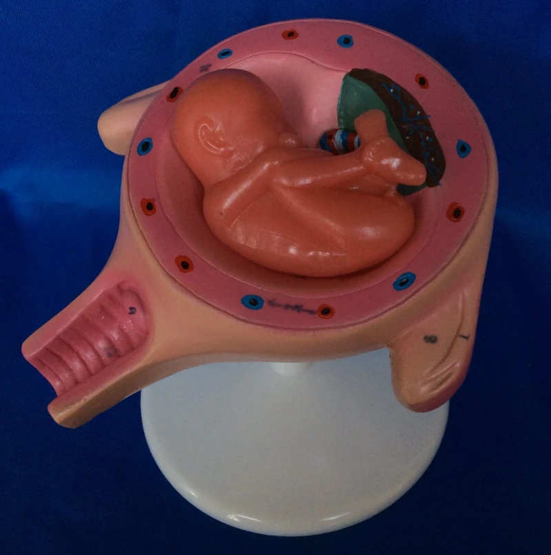 

Embryo Model Female Uterus Model Pregnancy Embryo Development Process Model Placenta Family Planning Medical Teaching Models