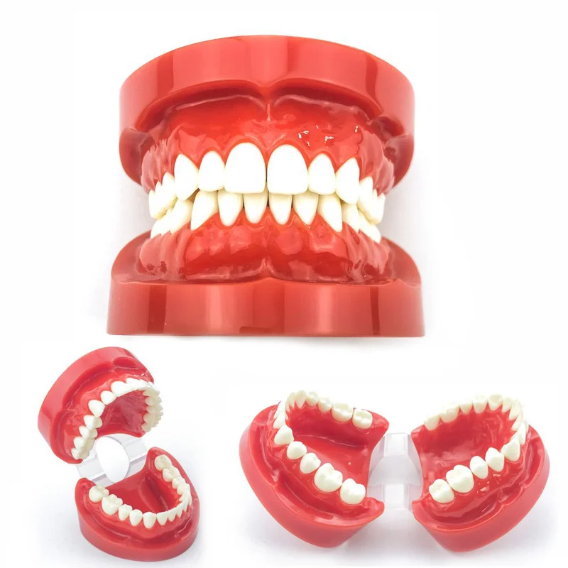 Full mouth standard teeth model 1:1 doctor-patient communication preparation tooth model M7004 Teaching Research Model