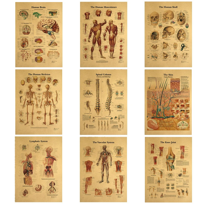 12PCS/Set Medical Decor Painting Vintage Poster Body Structure Skull Nervous System Posters Wall Art Kraft Paper Wall Sticker