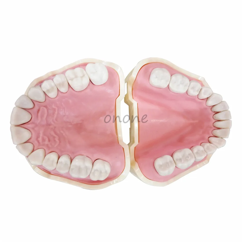 

Dental Soft Gum Teeth Model Removable 28pc/32pc Teeth NISSIN 200 KAVO Head Model Compatible Dentist Teaching Learning