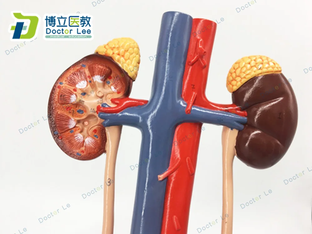 Human Urinary System Anatomical Model Kidney Ureter Bladder Urethra Anatomical Model Medicine Urology