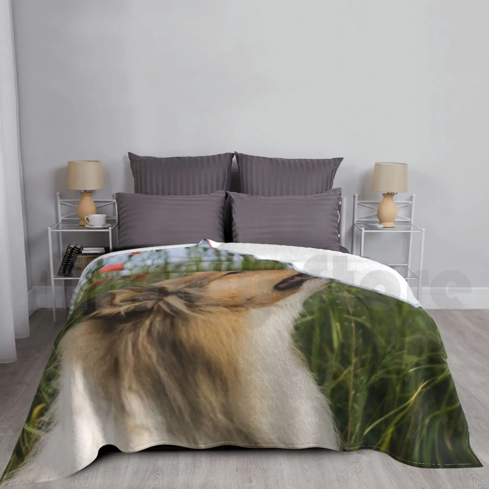 Cute Rough Collie Sniffing To A Poppy Blanket For Sofa Bed Travel Collie Dog Rough Collie Poppy Cute Adorable