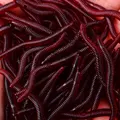 50 piezas rojas
