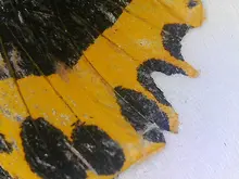 USB Microscope 2MP #6