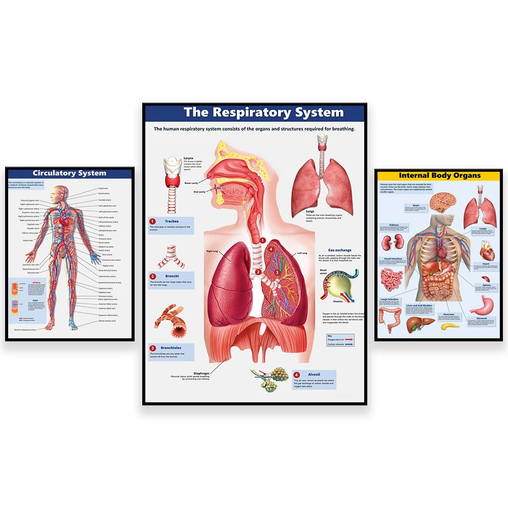 Body biology poster, body system, body organ poster, biology class, science class