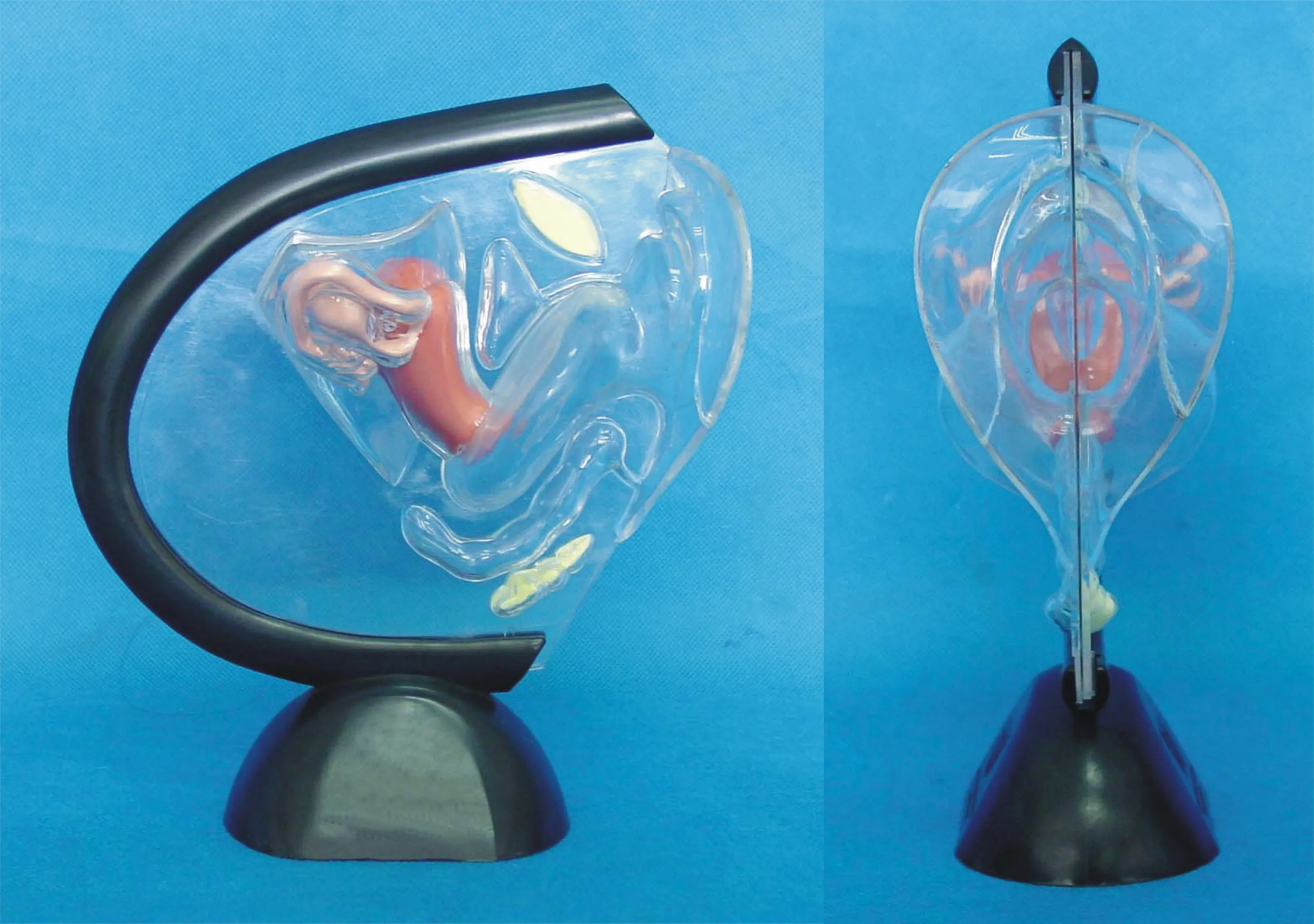 

Simulation of Human Transparent Uterus Anatomy Medical Teaching Model