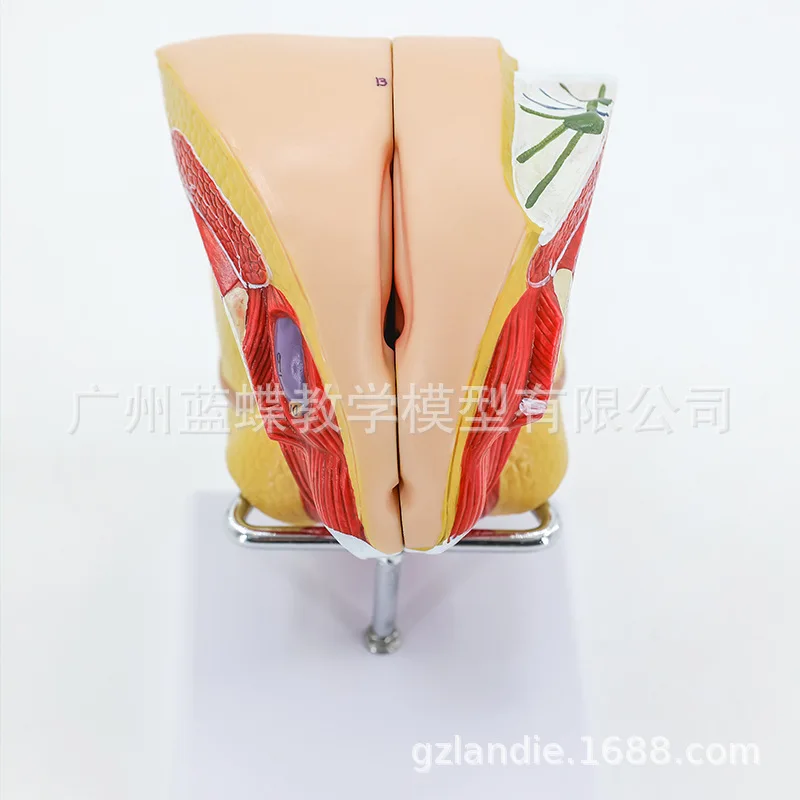 

4 Parts 1:1 Life Sized Female Reproductive Anatomy Model Uterus Genitals with Details of The Internal Structure