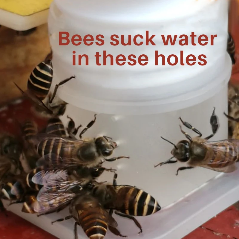 5 sztuk pszczoła automat do wody podajnik wody igła typ otworu plastikowe białe pojemnik na wodę pszczelarz anty utonięcie Apiculture Tool