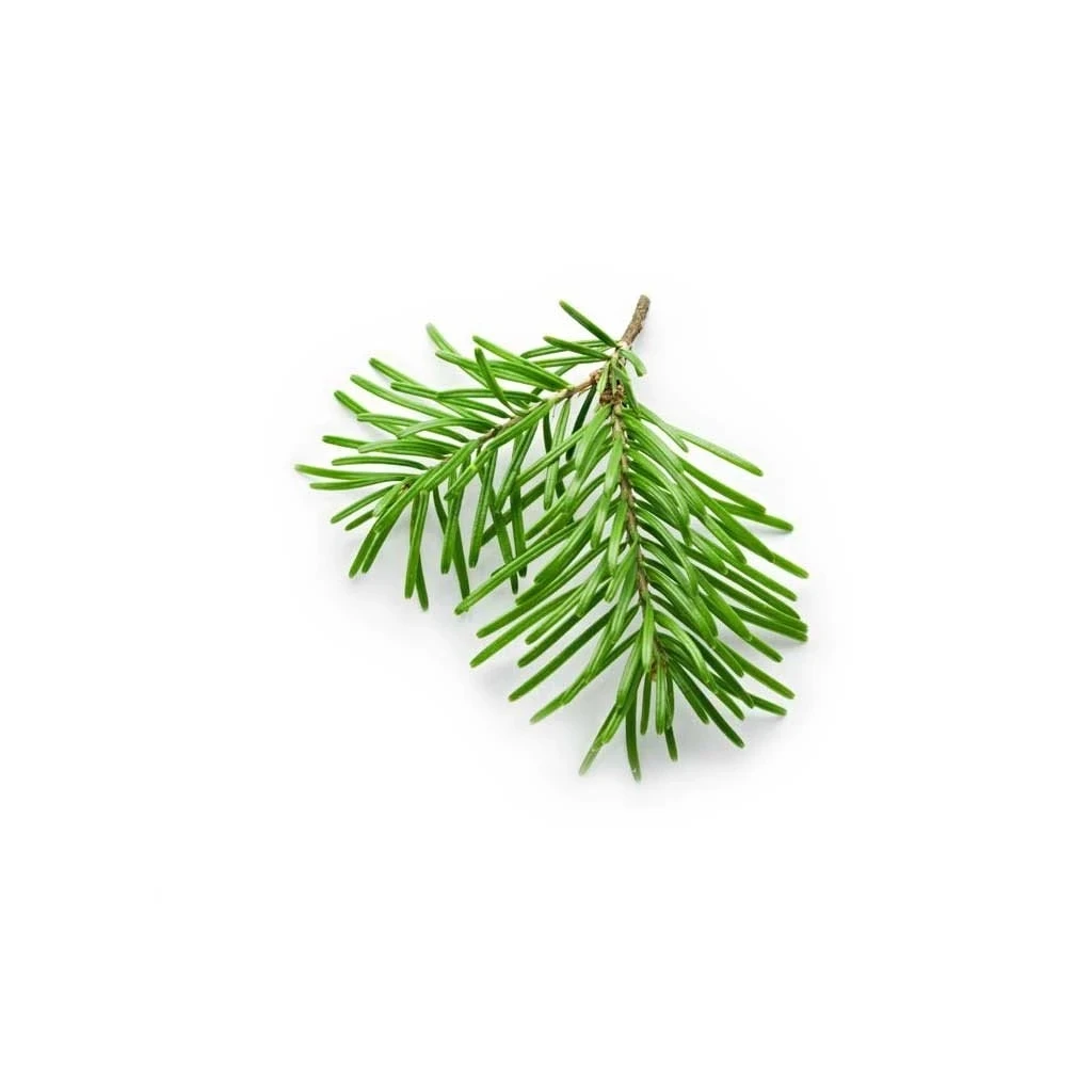 oroaroma natural Balsam Fir essential oil sterilization Calm Relieve pressure Reduce muscle aches Balsam Fir oil