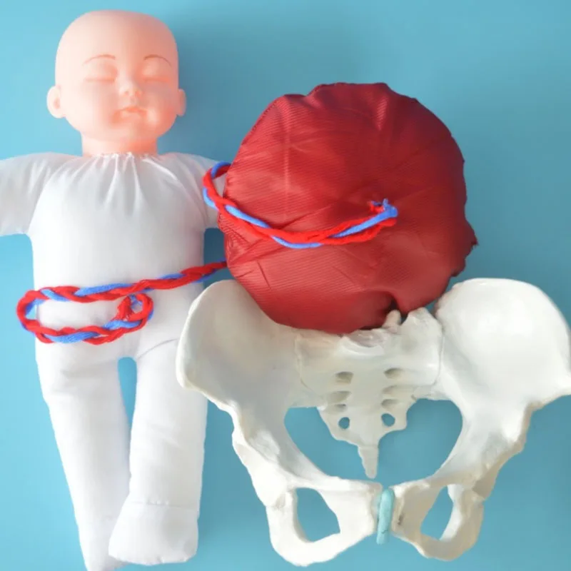 1:1 Life Sized Human Delivery Demonstration Pelvis Teaching Anatomy Model Fetus Umbilical Cord Placenta Model