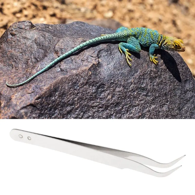 Pinzas limpieza Clip acero inoxidable, suministros alimentación para reptiles, cuidado orejas para mascotas, venta por mayor