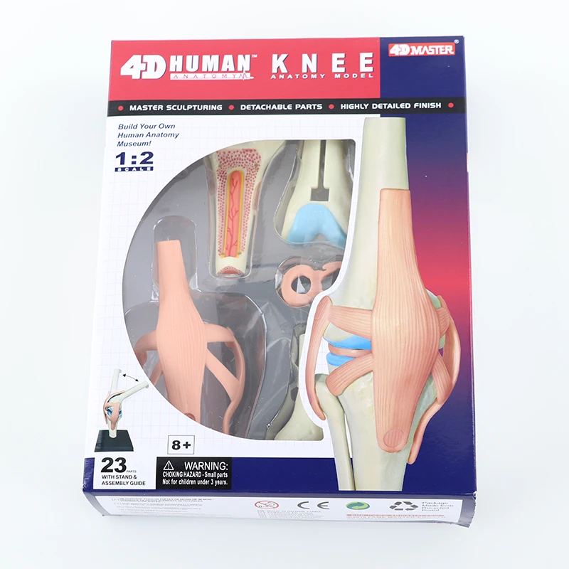 인체 무릎 관절 해부학 모델, 4D 마스터 조립 장난감, 교육 해부학 모델, DIY 인기 과학 도구, 직송