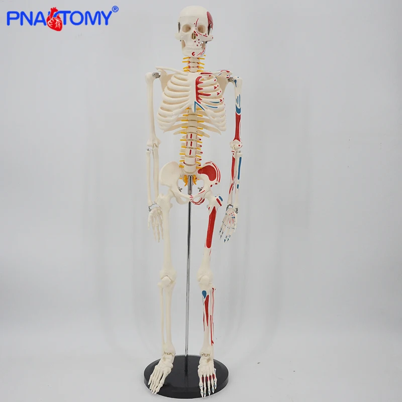 85cm Height Human Muscular Skeleton Model with Flexible Arms and Legs Packed In Foam Human Skeletal System Anatomical Study Tool