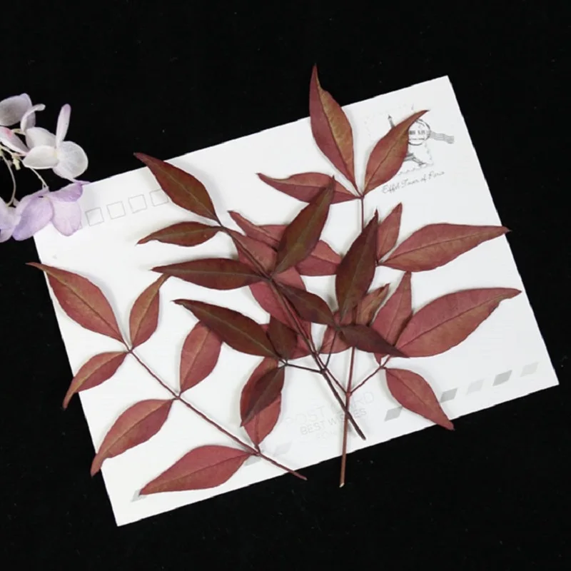 

36pcs Pressed Dried Nandina domestica Flower Plants Herbarium For Epoxy Resin Jewelry Making Face Makeup Nail Art DIY