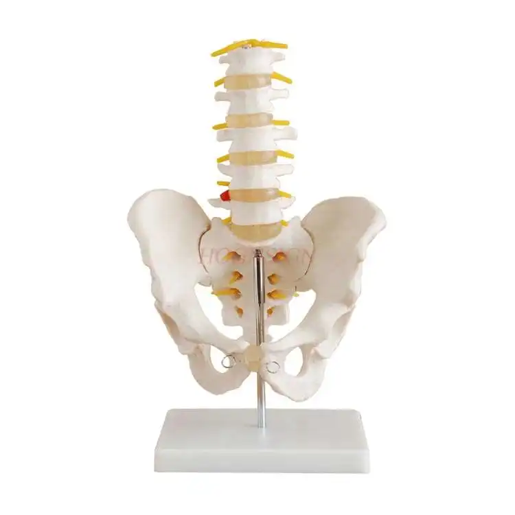 Pelvis with five-section lumbar vertebra joint model Skeletal nerve structure Hip coccyx structure mold Pelvic model