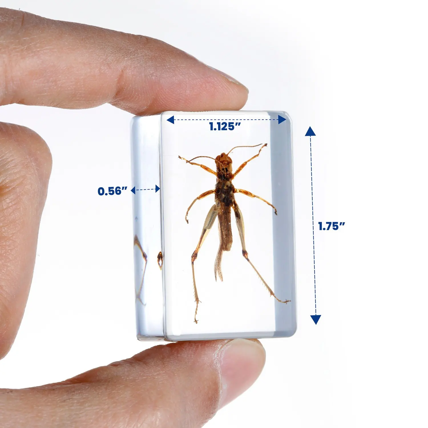 AmScope 3D Real Venomous Insect and Arachnid Specimen 3PC Kit W/ Scorpion, Spider, and Wasp