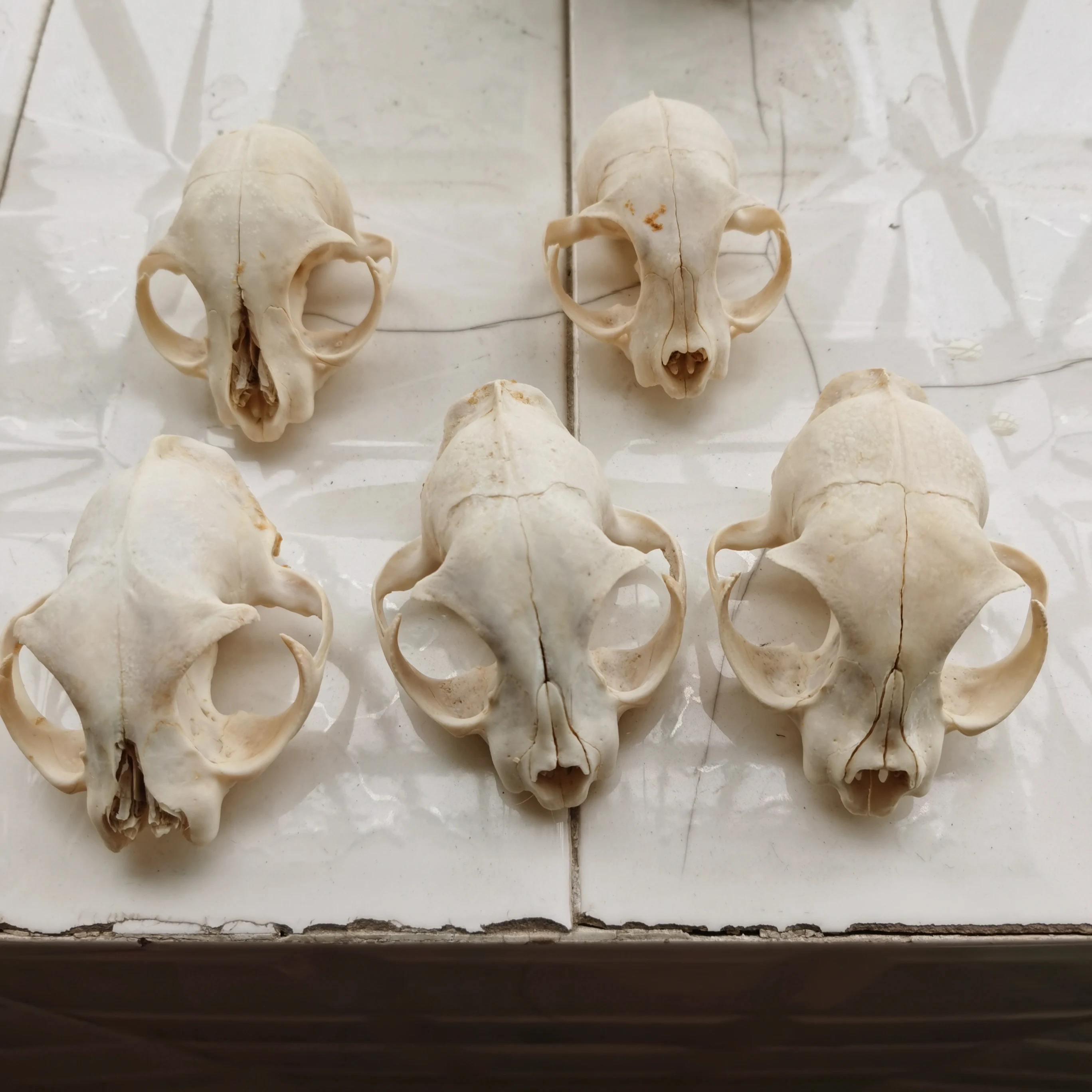 Real Animal Skulls/ Garden Decoration/ Fish Tank Decoration/ Incomplete