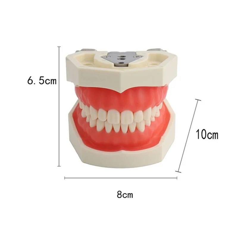 Dental Model Practice Typodont Teeth Model For Dental Technician Training Gum Teeth Jaw Models Dentist Studying Teaching Product