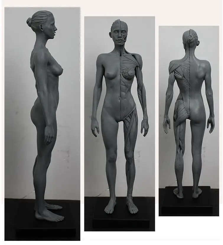 

30cm human Resin musculoskeletal Anatomical model sculpture medical reference model painting by copying Arts