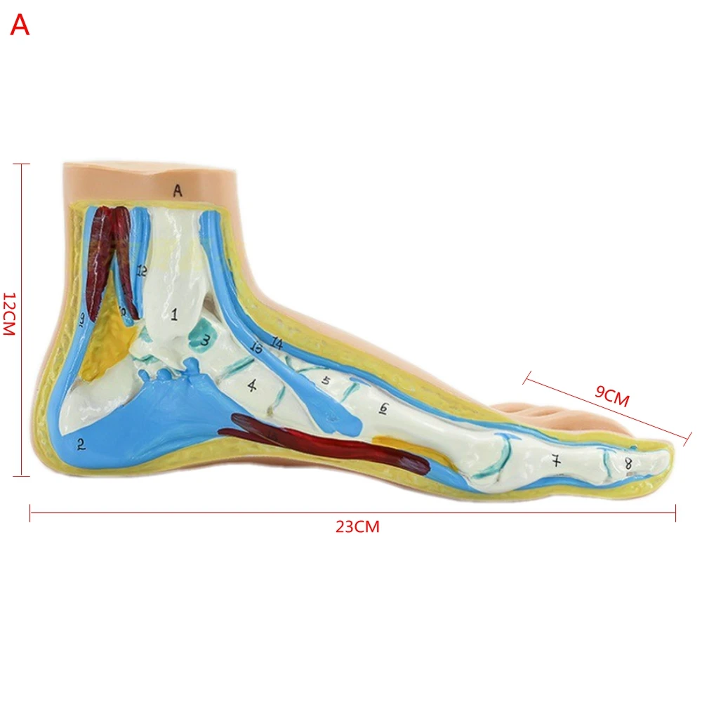 Human Foot Model Foot Muscles Normal Foot Flat Foot Arched Foot Model  Foot Muscle Anatomy Model Medical Science Teaching Model
