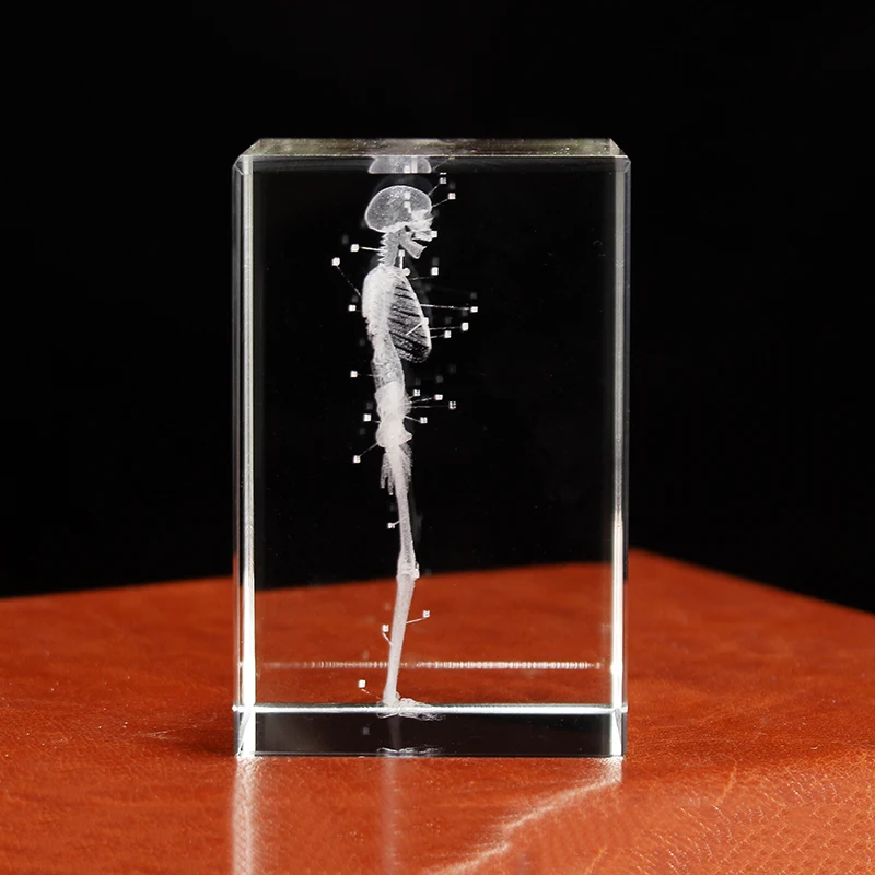Crystal 3D Laser Engraved Human Anatomical Skeleton Cube Model Statue Paperweight Anatomy Mind Neurology Medical Science Gifts
