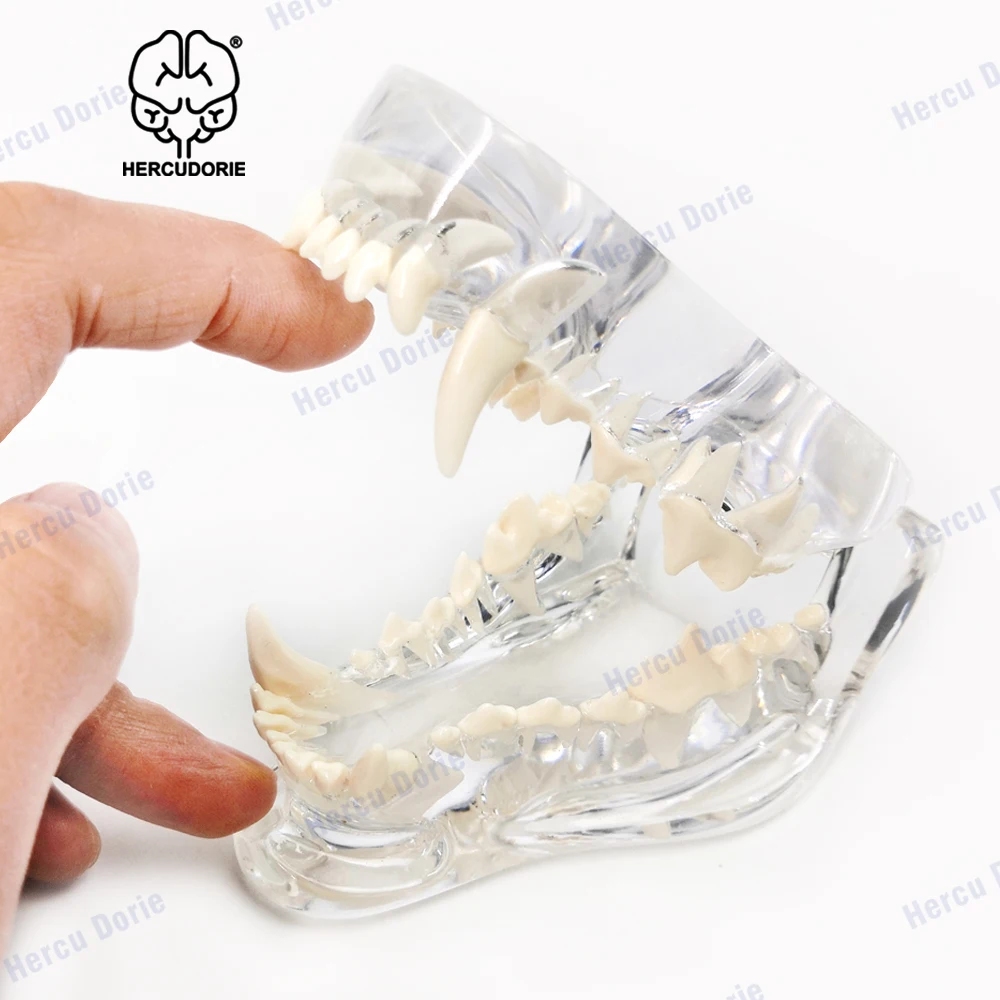 Dog Teeth Anatomical Clear Canine Dental Model Skullmodel Transparent Skull Jaw Bone Anatomy Animal Oral Model Pet Veterinary Ex