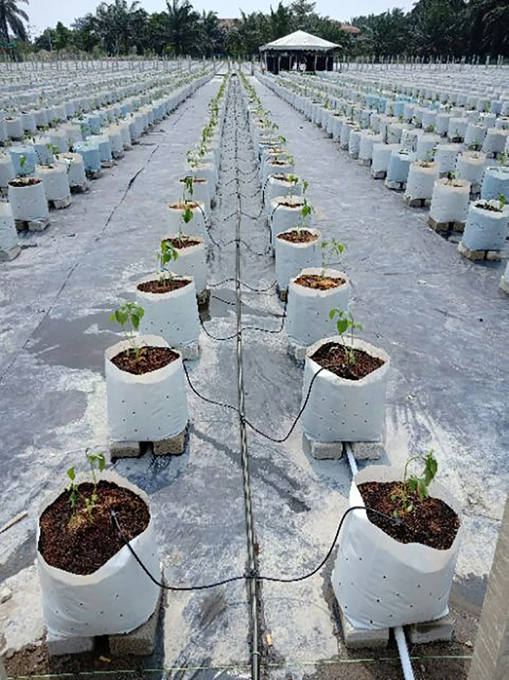 Gewächshaus Tropf Bewässerung 2L/4L/8L 2-weg Drip Pfeil kit Garten Bewässerung system topfpflanzen Bewässerung kit 20 Sets – Detail 8