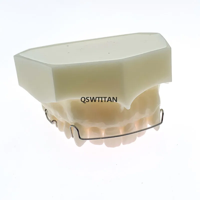 Retainer demo model Maxillary retainer tooth model Hawley Retainer model