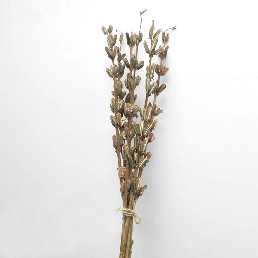 10pcs dried natural flower bouquets natural dried Sesame rod bunches&gingili rod bouquets