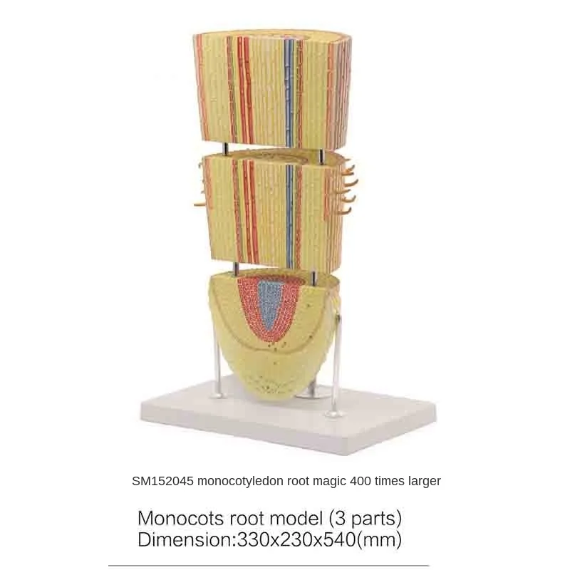 

SM152045 monocotyledonous root model is magnified 400 times