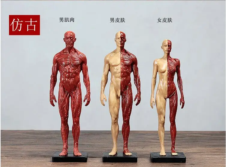 

Human muscle model skeleton painting CG Reference plate Anatomy of Art Linyi Sculpture simulation free shipping