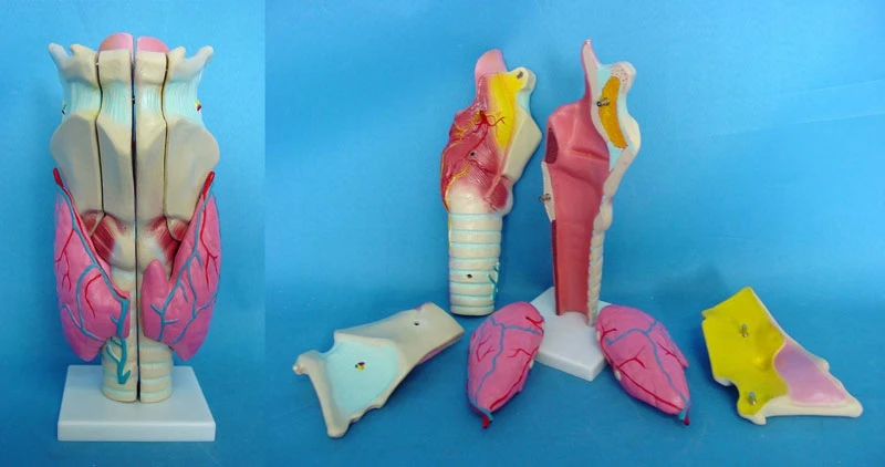 

human larynx organ Anatomical model Medical human body specimen model 6 parts