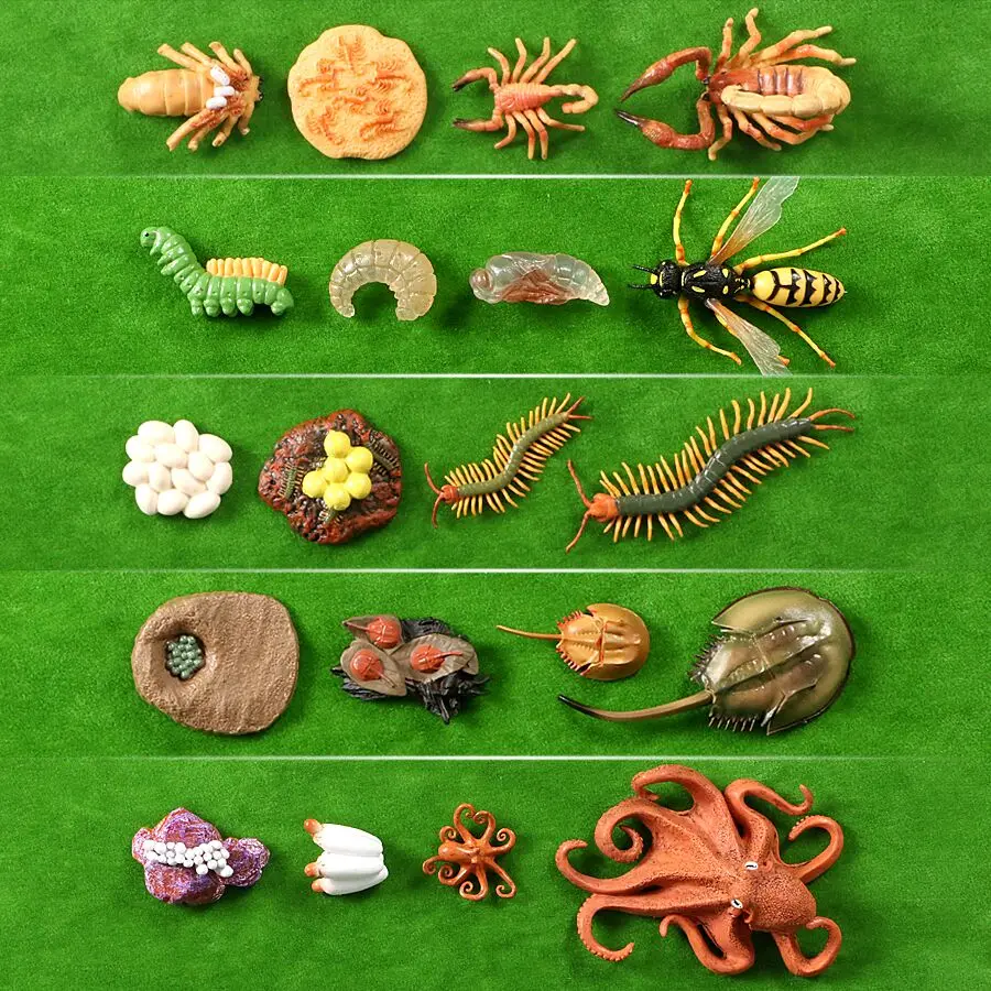 Simulation Wild Animal Octopus,Crocodile Growth Cycle Scorpion Life Cycle Models Action Figures Teaching Material Collection Toy