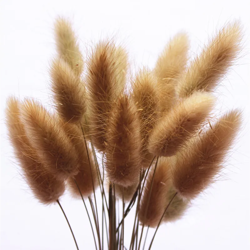 

Promotional Model 50 Pieces Of Natural Color Dried Flower Plant Lagurus Ovatus For Family Wedding Decoration, Gift For Friends