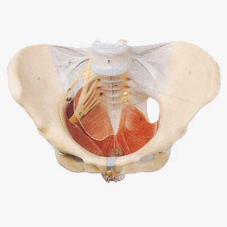 

Female Pelvis model (with pelvic floor muscles), Anatomy Pelvis Model