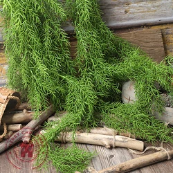 NEW 105cm Simulated Leaf Feel Pine Needle Wall Hanging Rattan Simulated Flower Micro Landscape Plant Wall Home Decoration