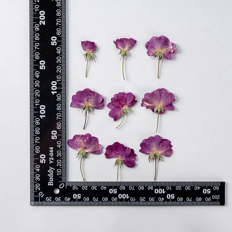 60pcs Pressed Dried Flower Purple Rose Herbarium For Face Make UP Nail Art Jewelry Bookmark Phone Case Card DIY