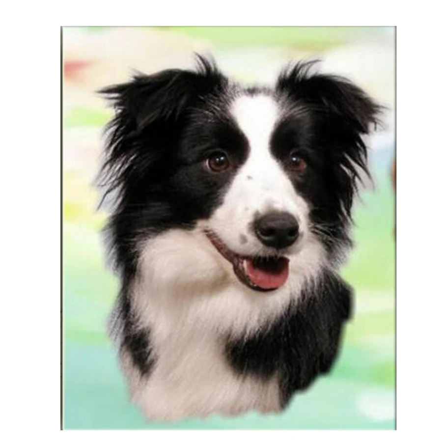 5d diy Diamond Painting Border Collie Pattern Full Square Round Diamond Embroidery Dog Rhinestones Mosaic Home Decoration