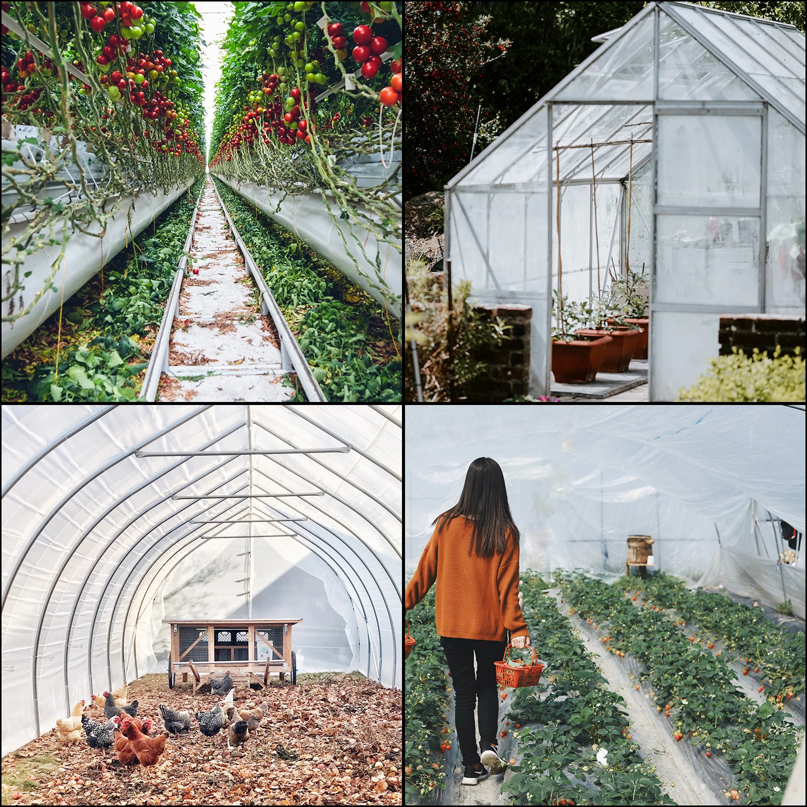 VEVOR Agricultural Greenhouse Film Clear Plastic Farm Crops Vegetable Cover UV Resistant Polyethylene Covering Plants Flowers