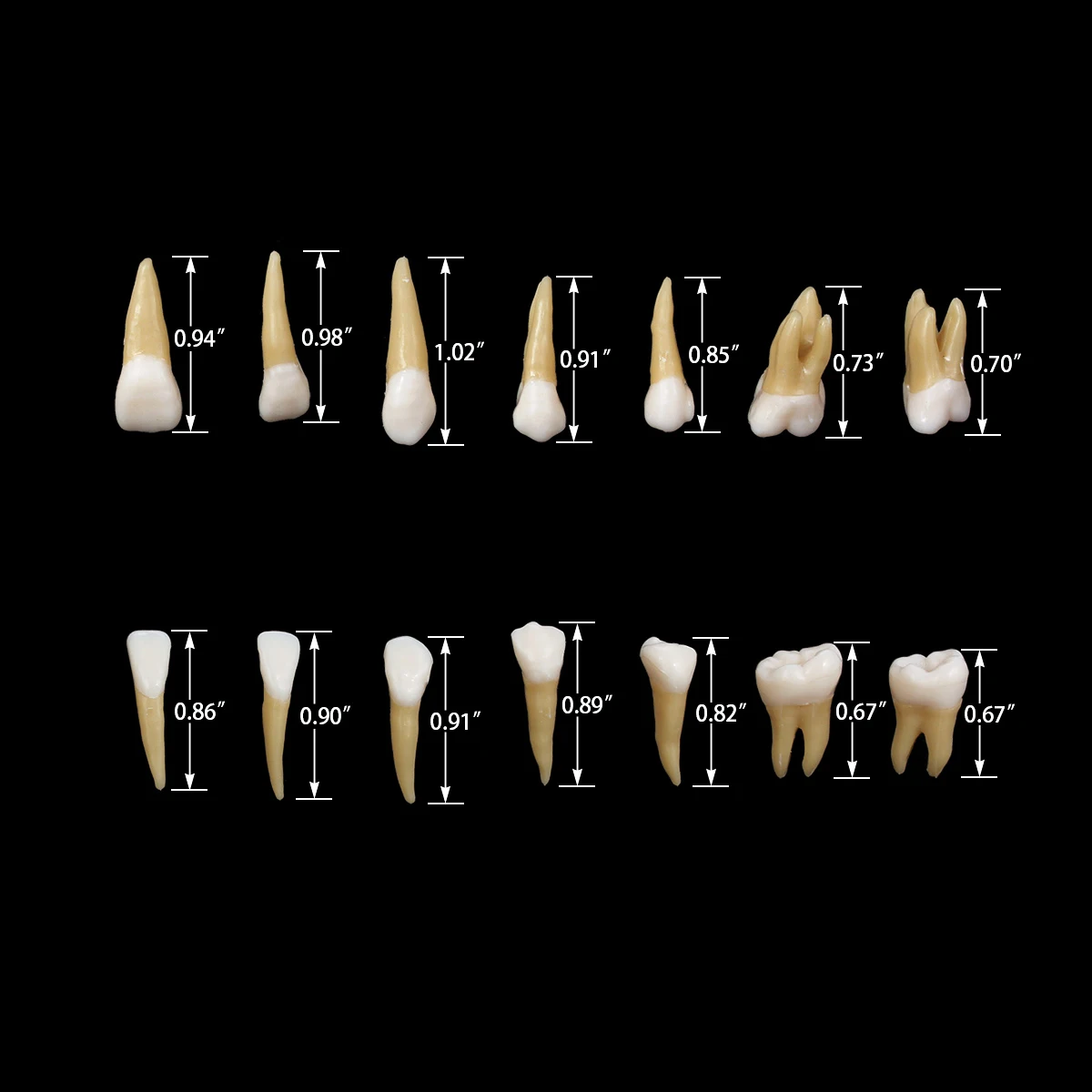 1:1 Dental Implant Dentist Practice Product teeth model Dental demonstration permanent 28 teeth teach study model