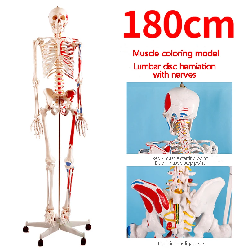 180 CM Colored Muscle Movable Arms and Legs Human Anatomical Skeleton Model  BIX-A1002-1