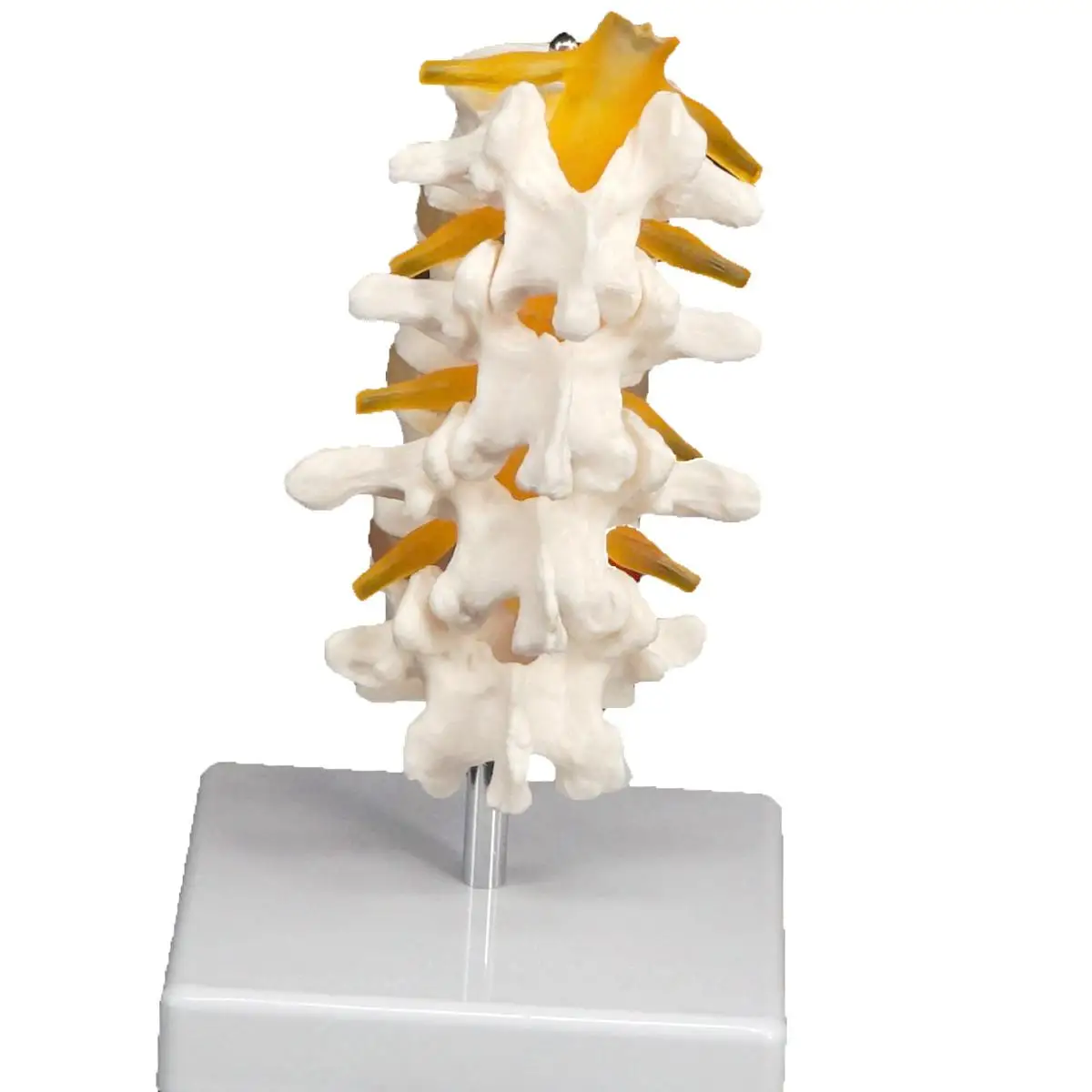 Life Four Three Section Lumbar Spine Skeleton Model with Stand Medical Teaching Training Aid Education