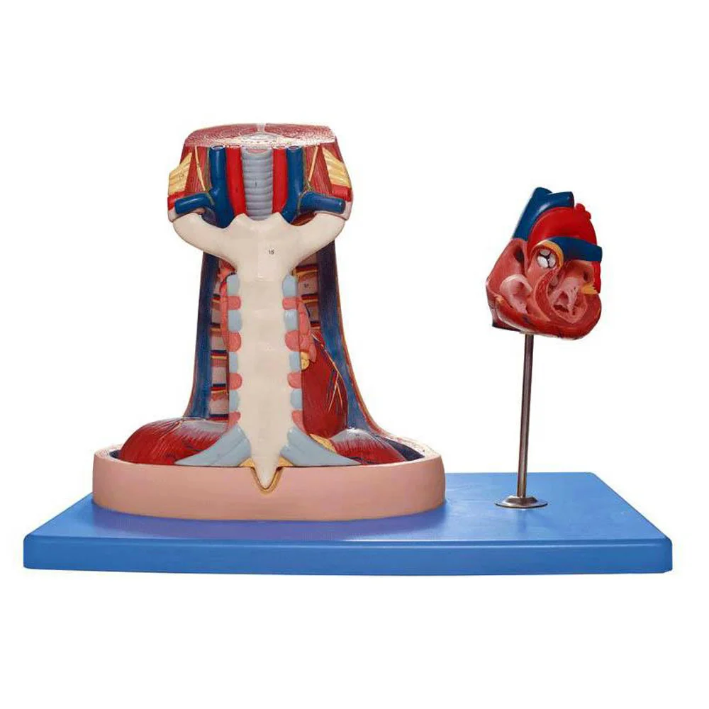 

Human Mediastinum Model 3d Anatomical Demonstration Model Teaching