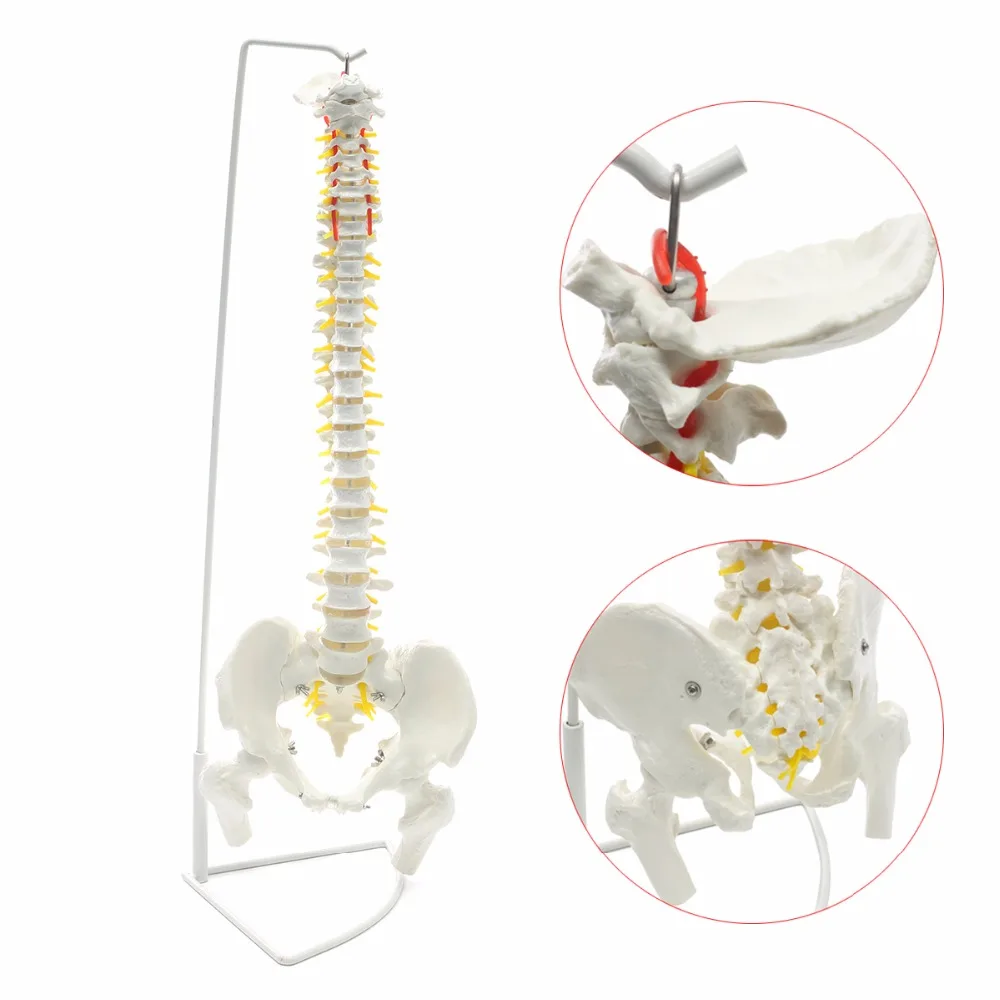 

Профессиональная модель позвоночника человека в натуральную величину, гибкие медицинские анатомические хиропрактики, школьные принадлежности