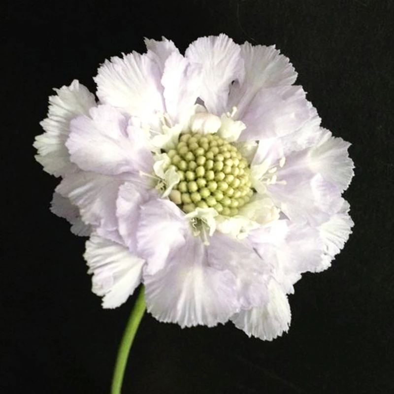 Scabiosa Stamen Silicone Mold for Fondant Cake Decorating, Cupcakes, Sugarcraft, Cookies, Candies, Cards and Clay Bakeware Tools