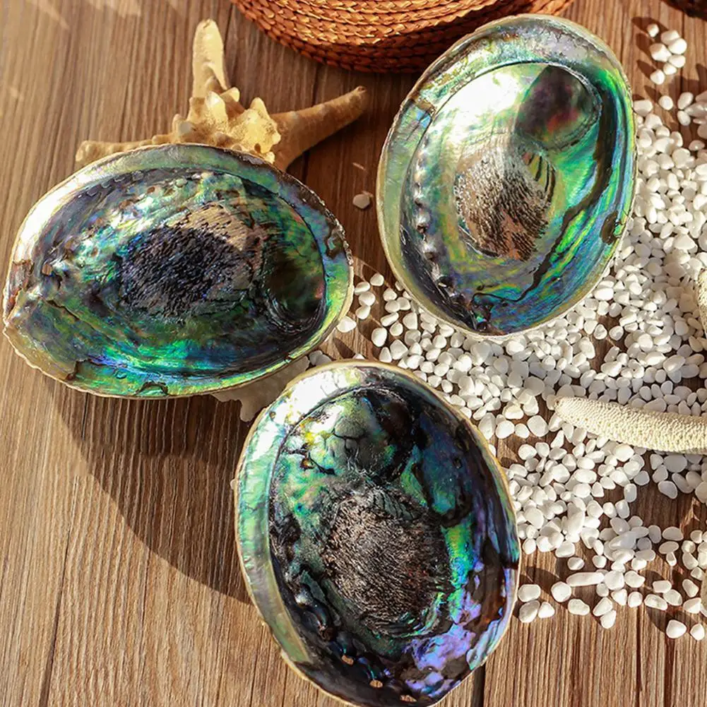 12-13cm Natural Abalone Shell Large Seashells Nautical Home Wall Decorations Soap Dish Creative DIY Fish Tank Aquarium Landscape