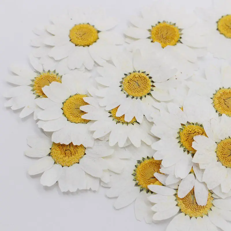 100Pcs Real Natural Dried Pressed Flowers White Daisy Pressed Flower for Resin Jewelry Nail Stickers Makeup Art Crafts